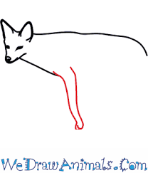 How To Draw A Black Backed Jackal Im jackal im a self taught freelance artist. how to draw a black backed jackal