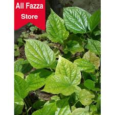 Di india, aloe vera digunakan untuk mengatasi sembelit, penyakit kulit, cacingan, infeksi dan sebagai obat alami untuk kolik. Daun Karuk Kaduk Sirih Tanah Obat Batuk Asma Al Fazza Store Shopee Indonesia