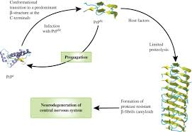 Protein Folding An Overview Sciencedirect Topics