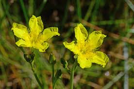 Image result for Menyanthaceae