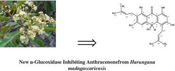 Image result for Harungana