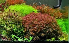 Image result for Rotala mexicana