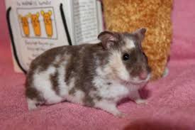 Baby Black And White Syrian Hamster Syrian Hamster Colors And Coats Syrian Hamster Hamster Cute Hamsters