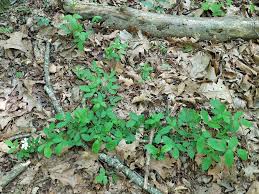 Image result for Rubus kirungensis