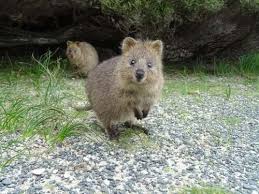 Quokka project has 21 repositories available. Quokka Conheca O Animal Mais Feliz Do Mundo Meus Animais