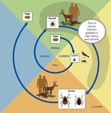 Burgdorferi exists in north america and europe and until 2016 was the only known cause of lyme disease in north america (borrelia mayonii, found in the midwestern us, is also known to cause the disease). Transmission Lyme Disease Cdc