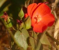 Image result for Pavonia senegalensis