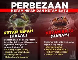 Foreign halal certification body (fhcb). Pembekal Ketam Nipah Bakau å¸–å­ Facebook