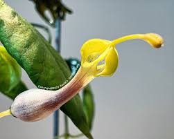 Image result for Ceropegia racemosa