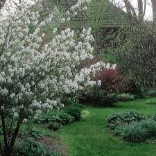 Image result for Amelanchier ovalis