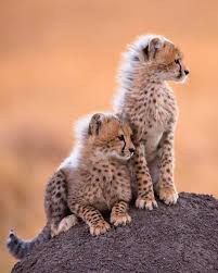Child Child Snake Hamster Spider Fish Cheetah Leopar Jaguar Turtle Giraffe Elephant Eagle Gazelle Parr Animals Wild Animals Animals Beautiful