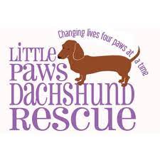 Adopt a rescue dog through petcurious. Connecticut Dachshund Rescue And Pet Services Home Facebook