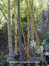 Use bamboo tree for diy railing. Bamboo Garden Plants Products And Bamboo Structures