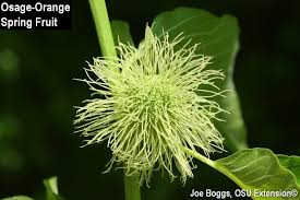 Its fruit are wrinkled green balls the size of grapefruit. Tree Of The Week Osage Orange Maclura Pomifera Family Moreaceae Mulberry Family Bygl