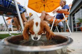 So grab the leash and hit the road. Dog Friendly Columbus Restaurants And Breweries Allow Pups On Patio