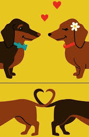 Doxie Love Dachshund Love Dachshund Breed Dachshund Lovers