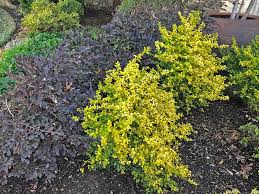 Sunshine ligustrum, full sun plants, evergreen shrubs, outdoor plants for sale, yellow plants, south living plants sunshine ligustrum shrub: Plants For Dallas Your Source For The Best Landscape Plant Information For The Dallas Ft Worth Metroplex Sunshine Ligustrum