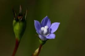 Message the user has shared this species from india biodiversity portal with you. Photo Of The Seed Pods Or Heads Of Southern Rockbell Wahlenbergia Marginata Posted By Flaflwrgrl Garden Org