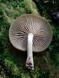 Image result for Chlorosplenium chlora