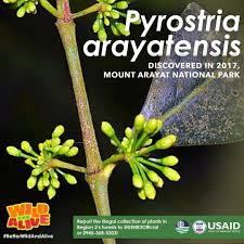 Image result for Pyrostria