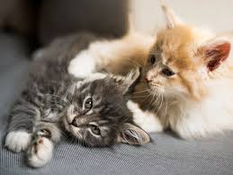 Yavru Kedi Besleme Ve Beslenmesi Royal Canin