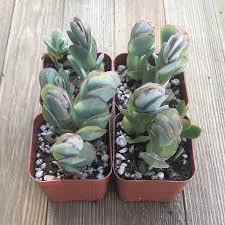 Kalanchoe plants grown in pots indoors require the same basic care as the outdoor plants. Marniers Kalanchoe Kalanchoe Marnieriana For Sale Online Harddy