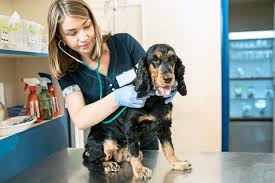 Rubin cautions owners against thinking that their pets are fine just because thei. Dog Parasites Signs Treatment Prevention For Heartworm More