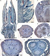 Image result for Hypolytrum goetghebeur