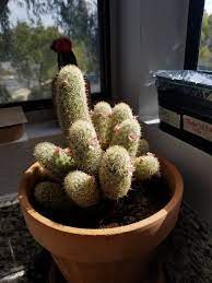 General tips for caring for cactus plants. Generic Cactus From Lowe S Gift From A Friend Has Grown To This From A Single Stalk Right Word In A 2 Inch Pot Whatsthisplant