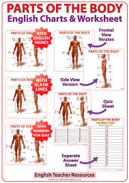 english parts of the body charts woodward english