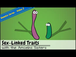 Multiple alleles (abo blood types) and punnett squares. Genetics Unit 2019 Lessons Blendspace