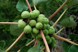 Image result for Ficus abutilifolia