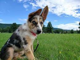 German shepherd border collie mix puppies can make loyal. 7 Facts That Will Make You Love The Border Collie German Shepherd Mix 15 Photos Animalso