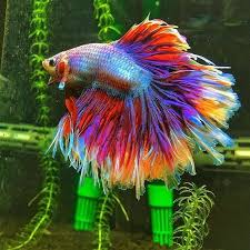 Pin Di Fish