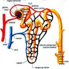 Sistem urinaria the urinary system consists of two kidneys, two ureters, a urinary bladder, and a urethra. Jurnal Sistem Urinaria Manusia Pdf