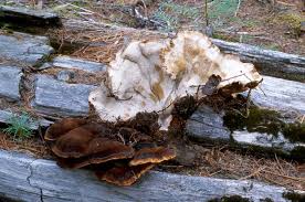 Image result for Ischnoderma resinosum