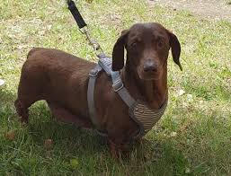 We take pride in providing efficient and personal service, honesty and reliability. Miniature Dachshund Dogs For Adoption