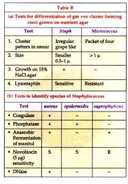 Identification Of Bacterial Growth 3 Mediums