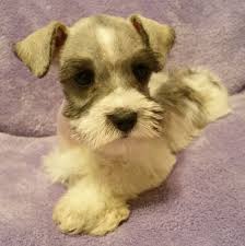 Black And White Parti Mini Schnauzer Salt And Pepper Parti Miniature Schnauzer Puppies Schnauzer Dogs Miniature Schnauzer