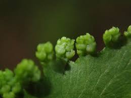 Image result for Lygodium microphyllum