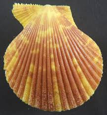 Image result for Gilgiochloa