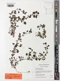 Image result for Stemodiopsis buchananii