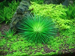 Image result for Eriocaulon schimperi