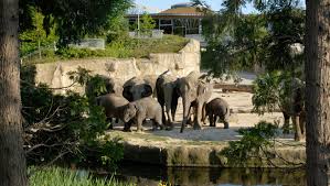 Die stadt köln legt einen idealplan für die künftige neugestaltung des zoos vor. Zoo Koln Gutschein Tickets Gunstig Fur 10 90 Statt 19 50
