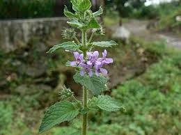 Image result for Mesosphaerum pectinatum