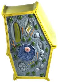 Cell walls are only found in plant cells, animal cells lack them. Eisco Model Plant Cell Enlarged School Specialty Canada