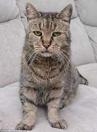 world s oldest cat nutmeg dies aged 32 that s 144 in cat years funny looking cats cats cat years