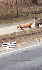 Even the geese are gangsters in Staten Island , 🎥 video credit : Irving  Roberts, #nycfox #statenisland #gangstergoose #gatewaynationalpark