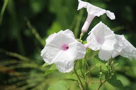Image result for Ipomoea carnea