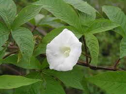 Image result for Merremia aegyptia